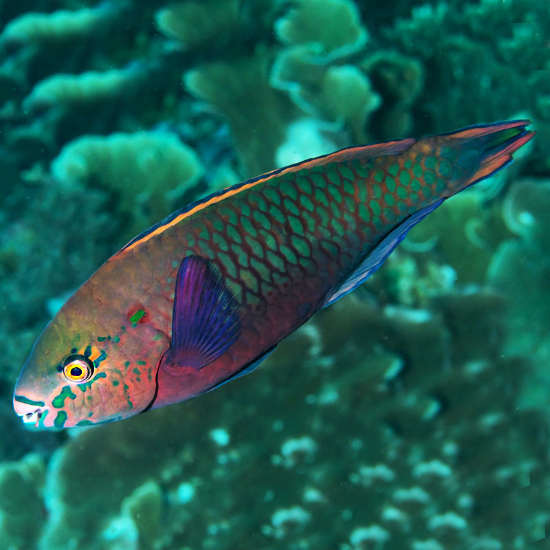 Scarus Niger 14-18 cm