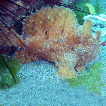 Antennarius hispidus : 10 à 12 cm