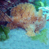 Antennarius hispidus : 10 à 12 cm