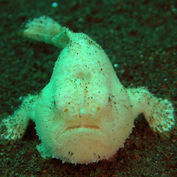 Antennarius hispidus : 10 à 12 cm
