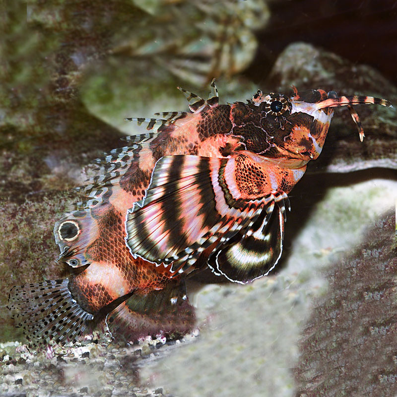Dendrochirus Biocelluus: 7 tot 10 cm  