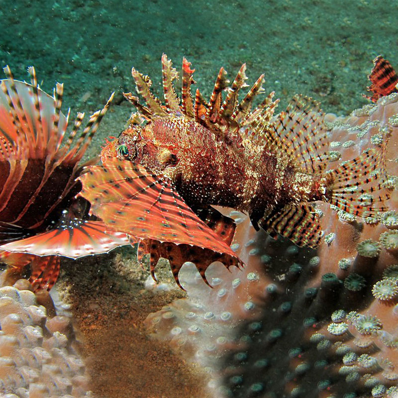 Dendrochirus brachypterus : 5 à 8 cm  