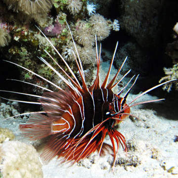 Pterois Radiata: 5-8 cm  
