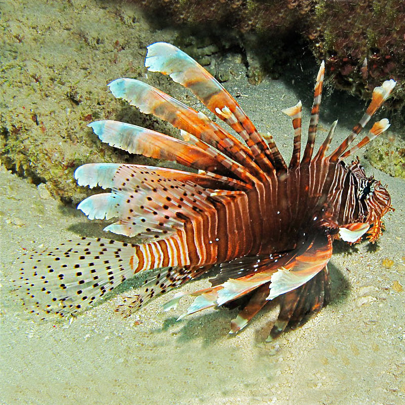 Pterois volitans : 9 à 12 cm   Pterois volitans : 9 à 12 cm