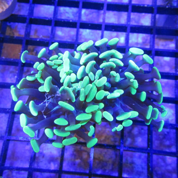Bouture Euphyllia Parancora bicolor (2 polypes)