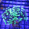 Bouture Euphyllia Parancora bicolor (2 polypes)