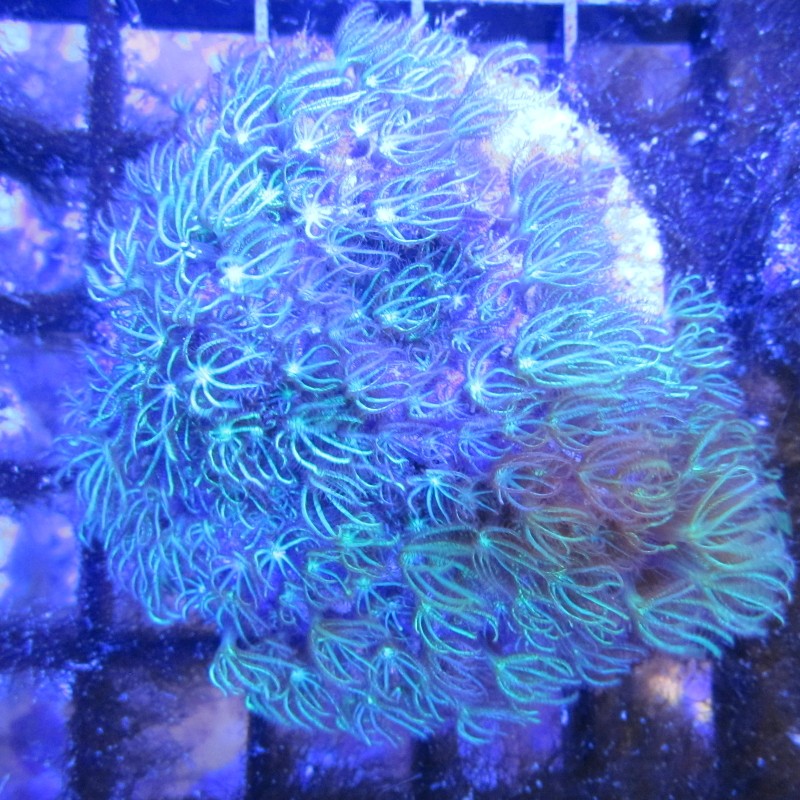 Bouture Briareum vert métallique 4-5 cm