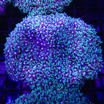 Pachyclavularia violacea vert coeur blanc 7-9 cm