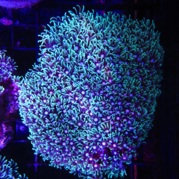 Pachyclavularia violacea vert coeur blanc 7-9 cm