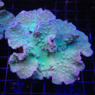 Sinularia dura vert 6-8 cm