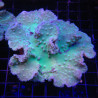 Sinularia Laurated Green 6-8 cm