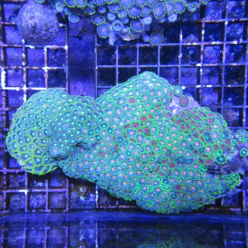 Zoanthus vert et orange 10-15 cm 87,50 € Poissondor