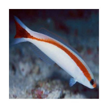 Hoplolatilus marcosi 8-10 cm 74,50 €
