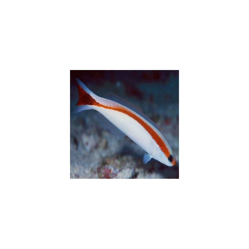 Hoplolatilus marcosi 8-10 cm 74,50 € Hoplolatilus marcosi 8-10 cm 74,50 €