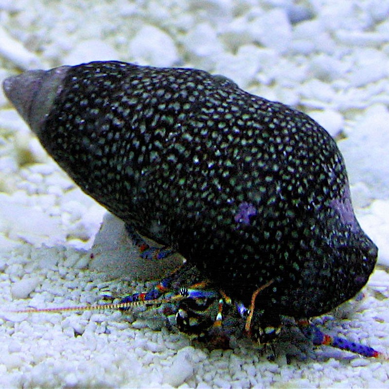 Clibanarius tricolor - Bernard l'ermite à pattes bleues nain Clibanarius tricolor - Bernard l'ermite à pattes bleues nain