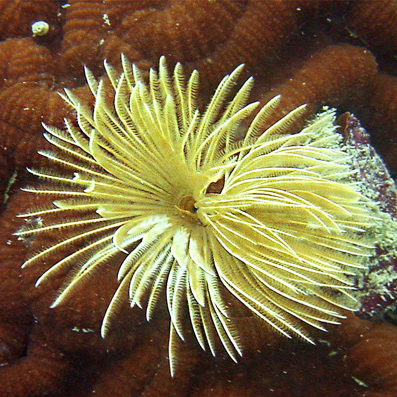 Sabelllastarte SP - Gele spirograph
