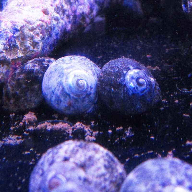 ClancuLalus SP 2-3 cm (partij van 5) 
