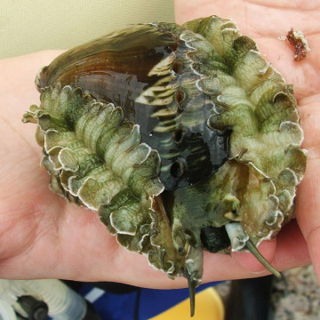 Abalone (Haliotis Asinina) Set van 2