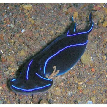 Chelidonura varians (Mangeuse de planaires)