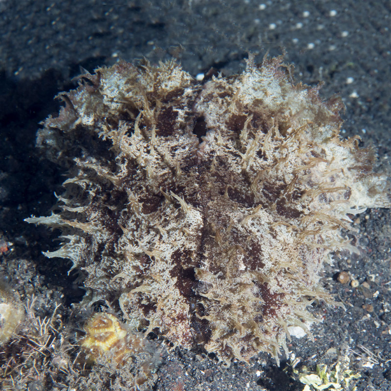 Dolabella Auricularia - Sea Hare 