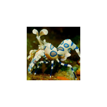 Hymenocera elegans - Crevette arlequin 2-3 cm