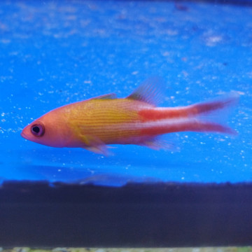 Liopropoma multilineatum - Manyline perch  4-7 cm