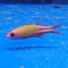 Liopropoma multilineatum - Manyline perch  4-7 cm