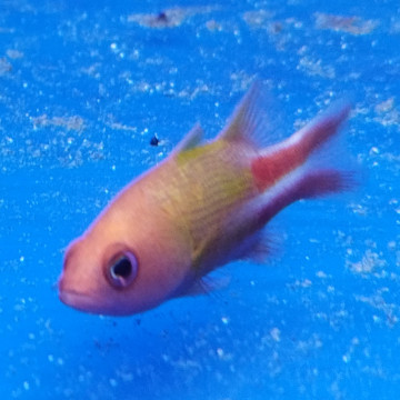 Liopropoma multilineatum - Manyline perch  4-7 cm