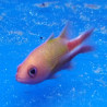 Liopropoma multilineatum - Manyline perch  4-7 cm