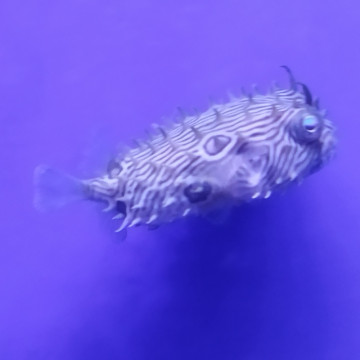 Chilomycterus schoepfi 10-12 cm