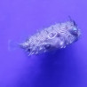 Chilomycterus schoepfii 8-10 cm