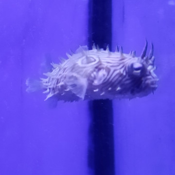 Chilomycterus schoepfi 10-12 cm