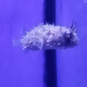 Chilomycterus schoepfi 10-12 cm