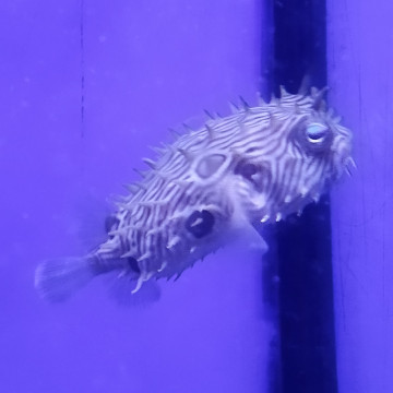 Chilomycterus schoepfi 10-12 cm