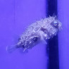 Chilomycterus schoepfi 10-12 cm