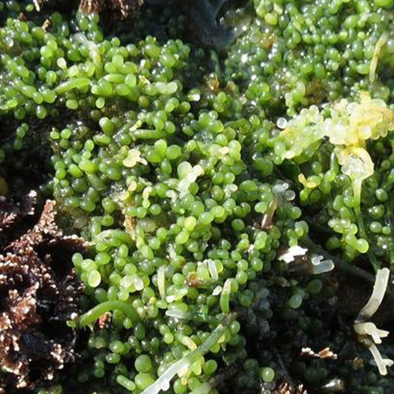 Caulerpa racemosa - algues raisins (la poignée) Caulerpa racemosa - algues raisins (la poignée)