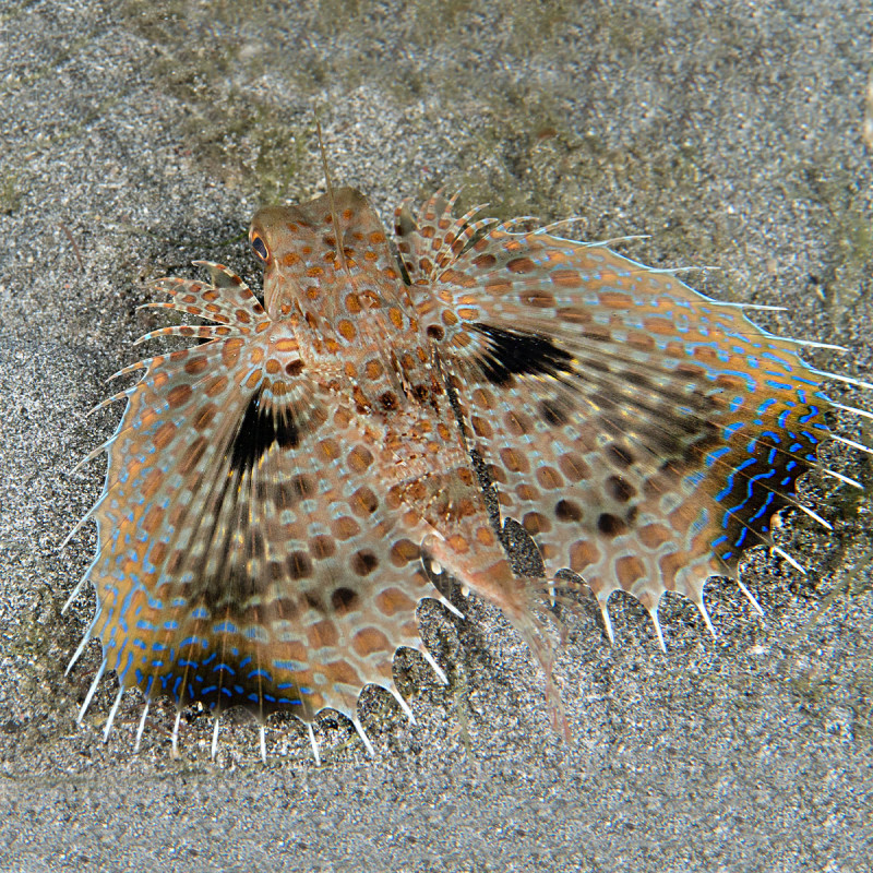 Dactyloptena orientalis - Grondin volant oriental 6-7cm 97,50 €