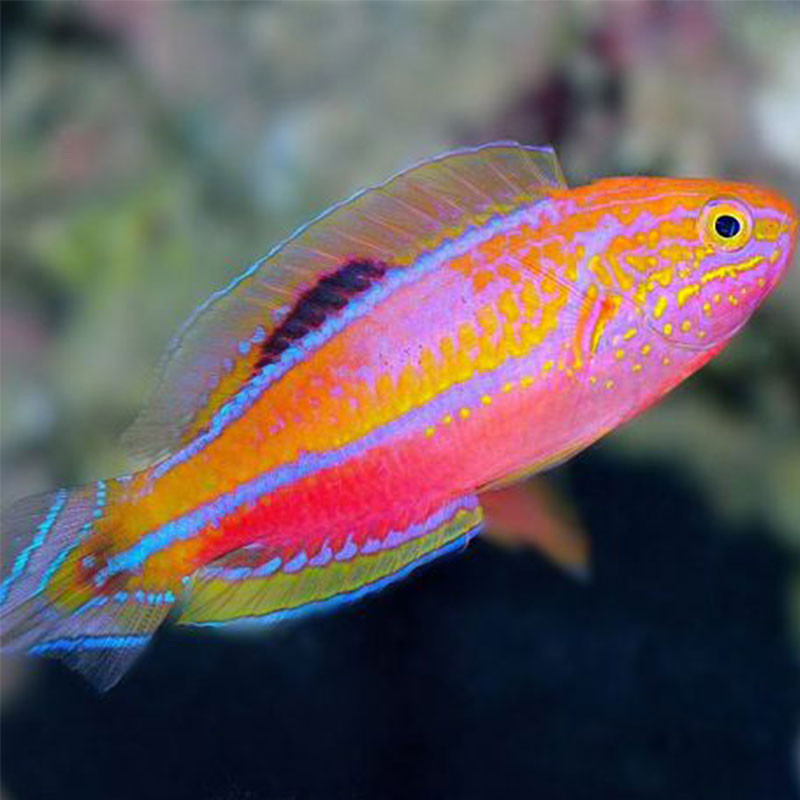 Cirrhilabrus isosceles - Pintail fairy-wrasse  152,00 €