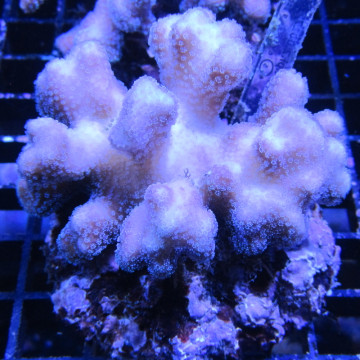 Acropora Strawberry shortcake (sauvage Australie)