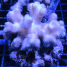 Acropora Strawberry shortcake (sauvage Australie)