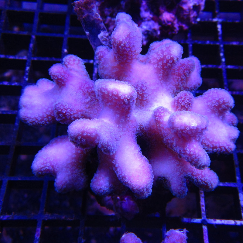 Acropora Strawberry shortcake (sauvage Australie)