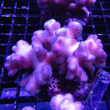 Acropora Strawberry shortcake (sauvage Australie)