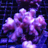 Acropora Strawberry shortcake (sauvage Australie)