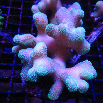 Stylophora pistillata polypes verts  6-9 cm