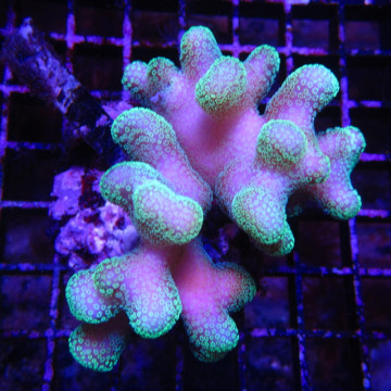 Stylophora pistillata polypes verts  6-9 cm