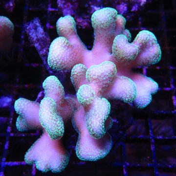 Stylophora pistillata polypes verts  6-9 cm