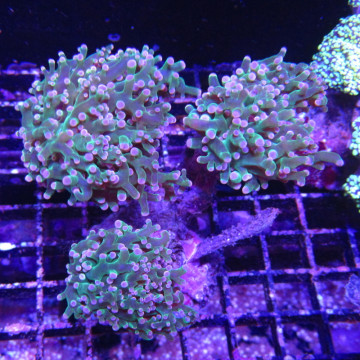 Euphyllia paradivisa vert a pointes mauves  (1 polype)