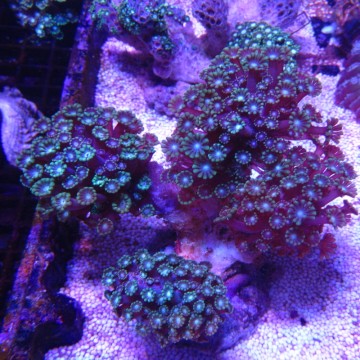 Alveopora gigas vert branchu 