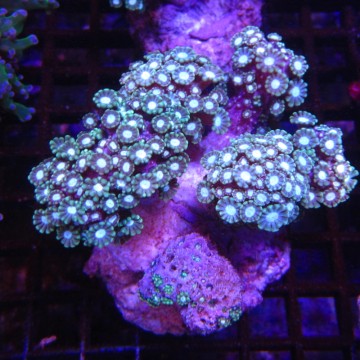 Alveopora gigas vert branchu 