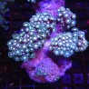 Alveopora gigas vert branchu 